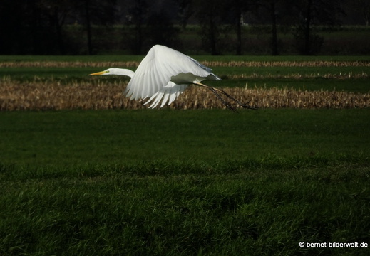 20-11-22-stoeckich-sandmatten-reiher-004