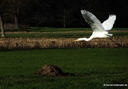 20-11-22-stoeckich-sandmatten-reiher-009