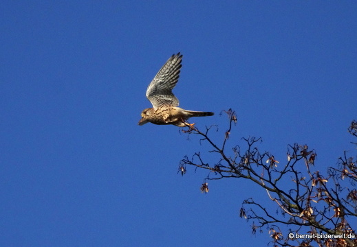 20-11-29-stoeckich-reiher-002