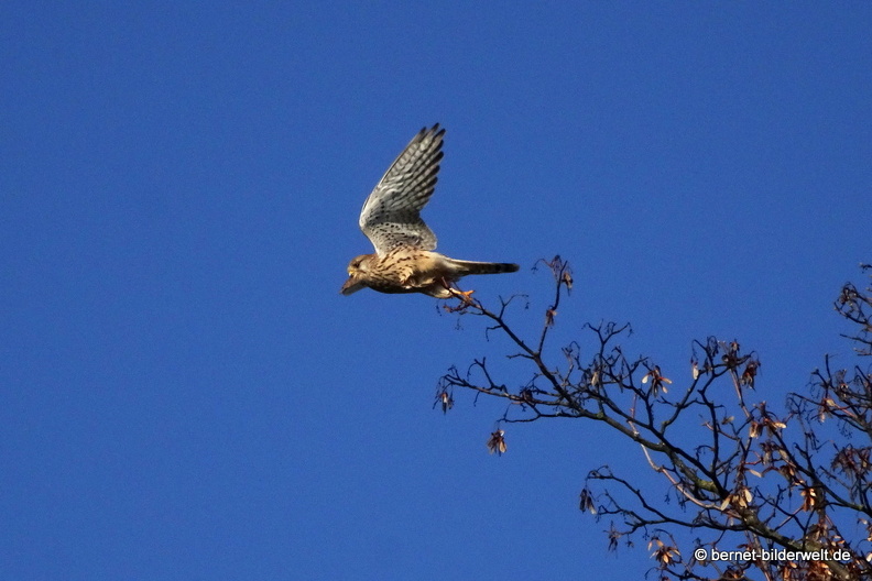 20-11-29-stoeckich-reiher-002.JPG