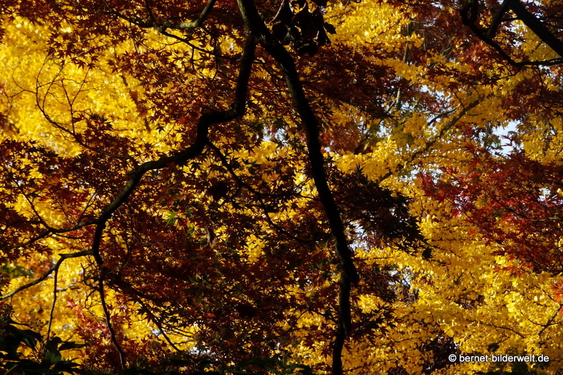 20-10-25-guckenhuette-133.JPG