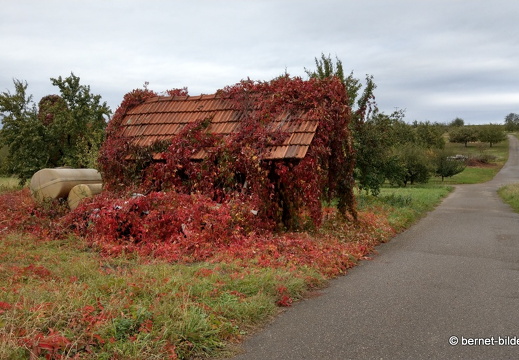 20-09-30-buehl-weinberghuette-001