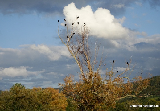 22-09-30-alteb3-herbst-kraehen-