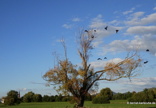 22-09-30-alteb3-herbst-kraehen-004
