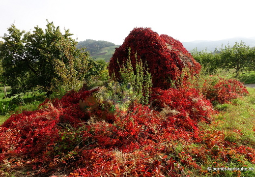 22-10-07-weinberge-weinberghuette-011