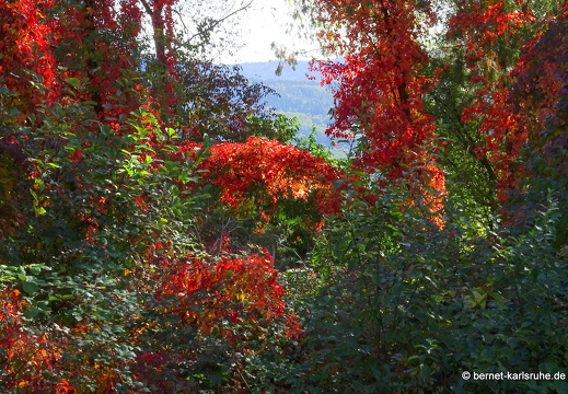 22-10-09-alteb3-herbstfarben-waeldchen-001