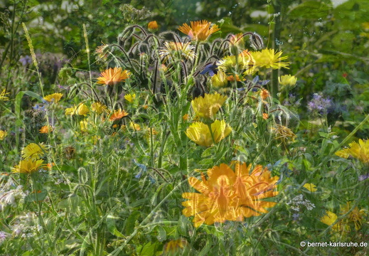 22-05-25-bienenweide 2014-doppelbelichtung-014
