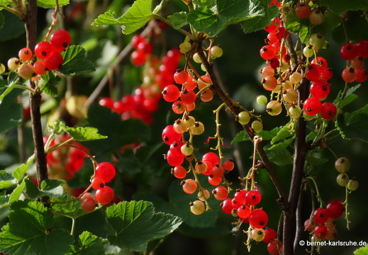 22-06-03-weinberge-johannisbeeren-003