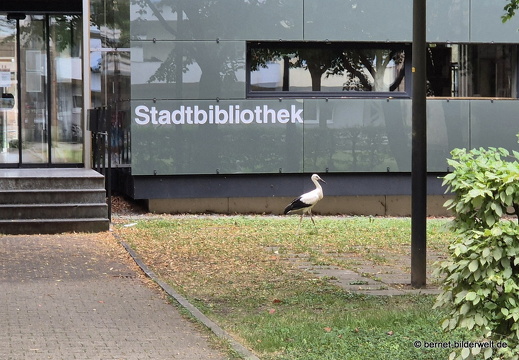 25-07-06-kulturforum-jungstorch-002