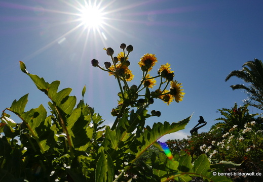 16-02-09-mirador de igualero-loewenzahn-004