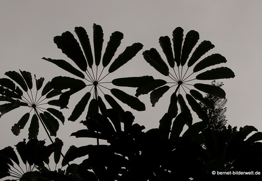 16-02-10-vallehermoso-jardin botanico-014