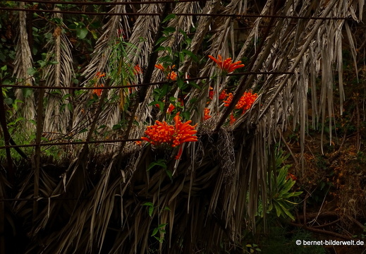16-02-10-vallehermoso-jardin botanico-037