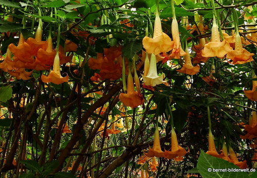 16-02-10-vallehermoso-jardin botanico-137