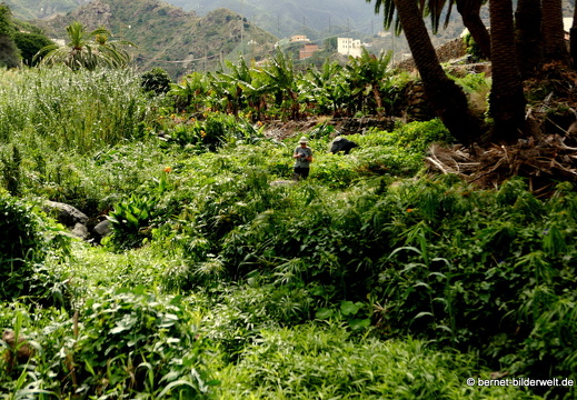 16-02-11-am camino zum playa-044