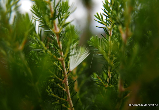 16-02-11-vallehermoso bis presa de la encantadora-025