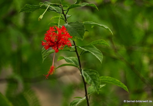 16-02-12-regentag-jardin botanico-008