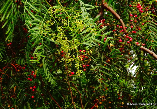 16-02-12-regentag-jardin botanico-026