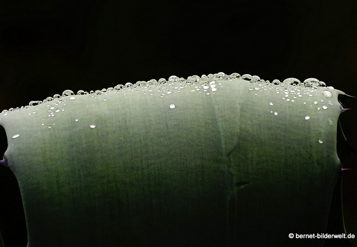 16-02-14-vallehermoso richtung el teon-028