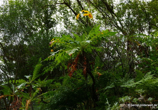 16-02-14-vallehermoso richtung el teon-058