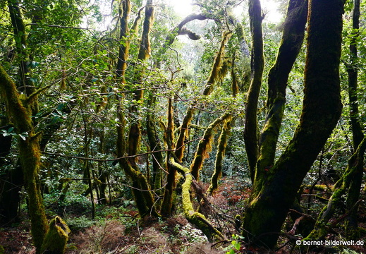 16-02-16-im nebelwald-garanojay-nach hayas-016