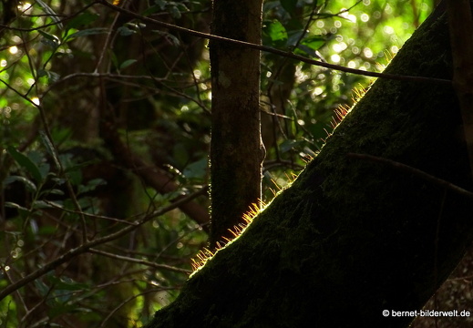 16-02-16-im nebelwald-garanojay-nach hayas-052