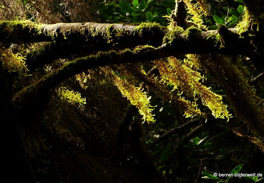 16-02-16-im nebelwald-garanojay-nach hayas-030