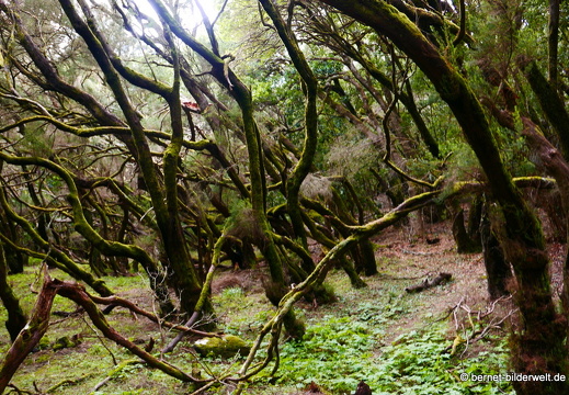 16-02-16-im nebelwald-garanojay-nach hayas-075