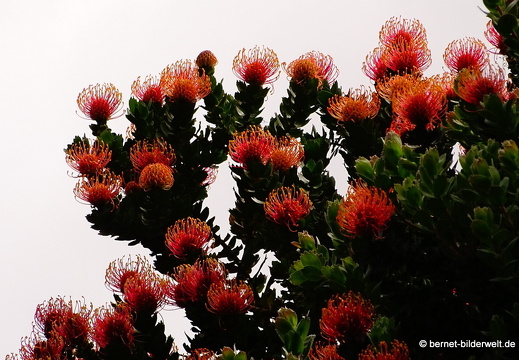 16-02-17-las rosas-006