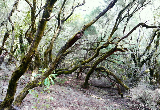 16-02-16-im nebelwald-garanojay-nach hayas-091