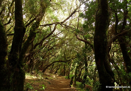 16-02-16-im nebelwald-garanojay-nach hayas-087