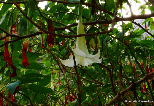 16-02-17-vallehermoso-jardin botanico-004