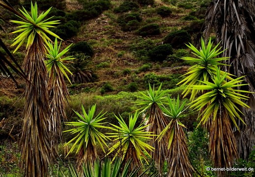 16-02-17-vallehermoso-jardin botanico-016
