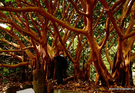 16-02-17-vallehermoso-jardin botanico-032