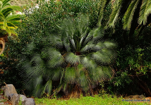 16-02-17-vallehermoso-jardin botanico-048