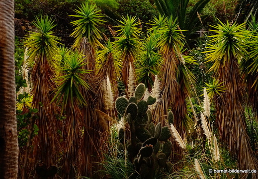 16-02-17-vallehermoso-jardin botanico-033