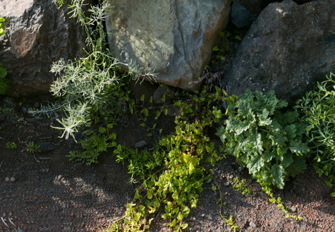 16-02-25-weg nach san marcos-165