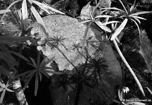 16-03-03-agulo-schlucht-piedra gorda-024