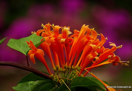 16-02-07-vallehermoso-165