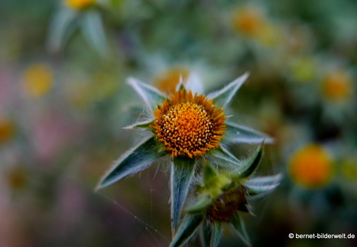 16-02-08-vallehermoso bis playa-028