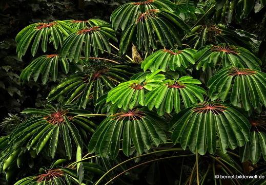 16-02-07-vallehermoso-jardin botanico-006
