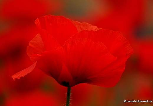 16-02-08-vallehermoso bis playa-091