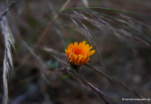 16-02-08-vallehermoso bis playa-029