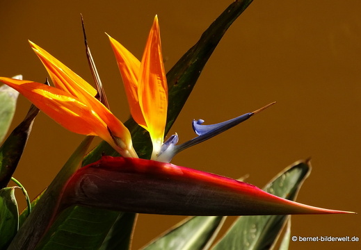 16-02-08-vallehermoso bis playa-strelizie-002