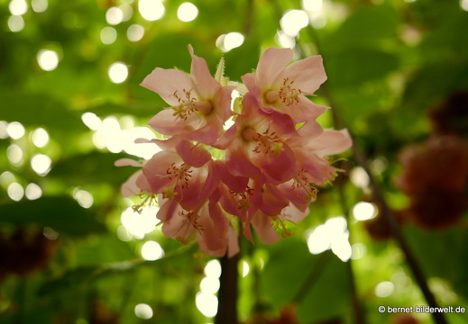 16-02-10-vallehermoso-jardin botanico-067