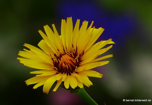 16-02-10-vallehermoso-jardin botanico-040