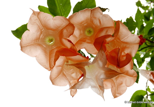 16-02-10-vallehermoso-jardin botanico-122