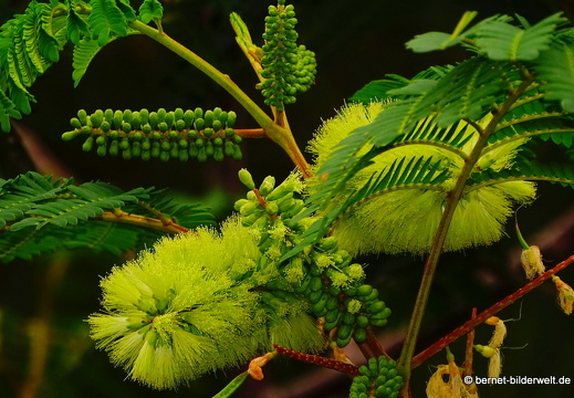 16-02-13-vallehermoso-richtung el teon-gelber Zylinderputzer-004