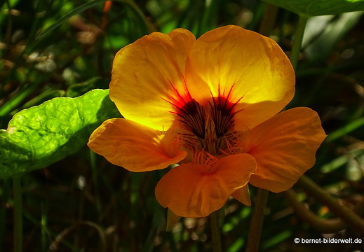 16-02-11-am camino zum playa-kapuzinerkresse-