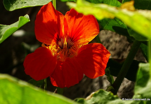 16-02-11-am camino zum playa-054