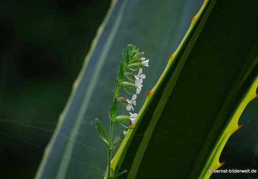 16-02-14-rueckweg nach vallerhermoso-015